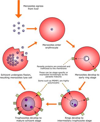 NK Cells: Uncertain Allies against Malaria